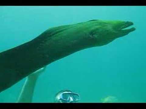 Giant Gentle Moray