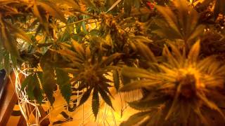 General Hydroponics flora DWC feeding schedule update 2