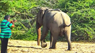 Treatment of wounds in the tongue and mouth of an elephant | Best Animal Treatment | Wildlife