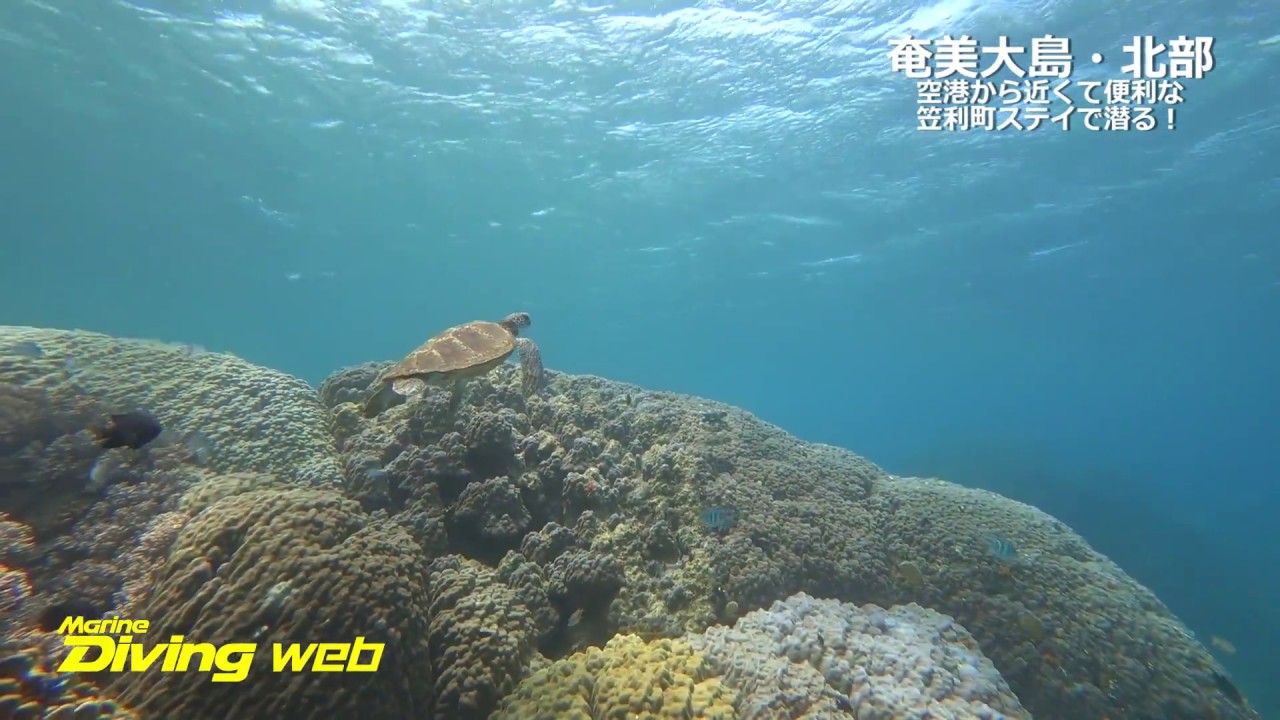 絶対行きたくなる 奄美大島 北部で叶える7つの理想ダイビング エリア情報 Marine Diving Web マリンダイビングウェブ