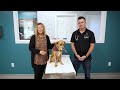 Pet Doc: Librela and Arthritis in Dogs