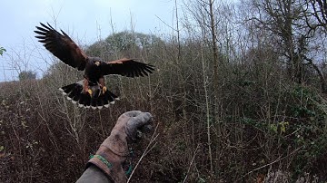 HARRIS HAWK, TYPICAL HUNTING day out