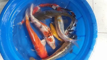 Cá chép KOI F1 size lớn giá rẻ - Duy Nguyễn 0934539079