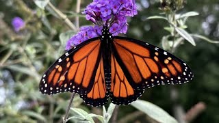 Catching glimpses of beauty | PhotoLink Library