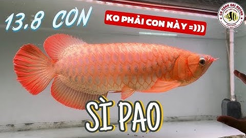 HUYẾT SEPAUK giờ quá HOT rồi anh em, lên tiếp bầy HUYẾT SÌ PAO 13 chấm 8 một bé, hàng siêu đẹp