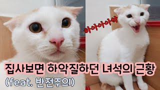 A change in cats that hated their catmom by 짜바 7,258 views 3 years ago 1 minute, 30 seconds