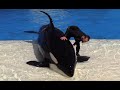 Happy 23rd Birthday, Shouka! | SeaWorld San Diego