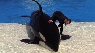Happy 23rd Birthday, Shouka! | SeaWorld San Diego