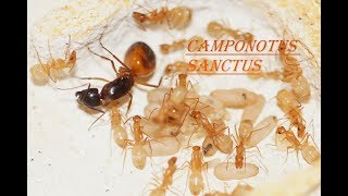 Кампонотус Санктус (Camponotus Sanctus). Мой опыт. (Рекомендую канал  ants пумба).