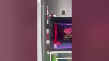 Hệ Thống Hút đáy,hút mặt Overflow của một số khách hàng bên mình sử dụng và tự lắp đặt tại nhà .