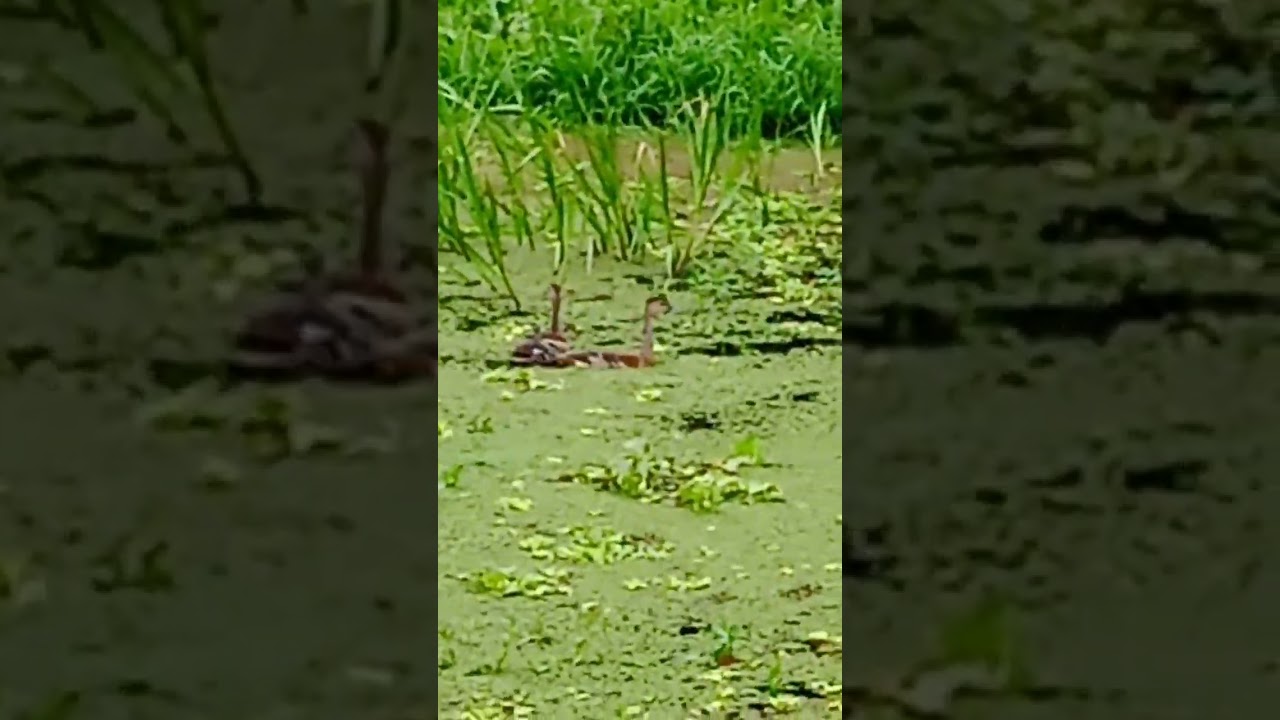 lesser whistling duck