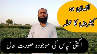 Management of Insect Pest in Early Cotton | How to control Cotton thrips|Bilal Kanju Official