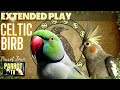 Celtic birb  medieval fantasy gaming music for birds  extended play  tv for your bird room