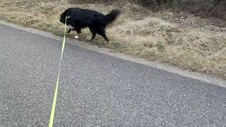 A windy midday walk with Shino by Inuka 4 views 4 years ago 12 seconds