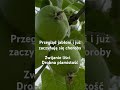 Choroby jabłoni zwijanie liści drobna plamistość. Bez oprysku miedzianem się nie obejdzie