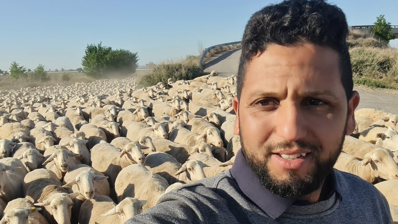 الاخوان هشحال ديرين الخرفان ديال العيد بلا ميكدبو عليكم بعد النصابين 😡😡