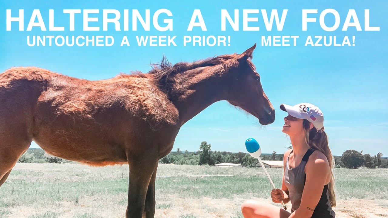 HALTER TRAINING A NEW FOAL // Azula YouTube