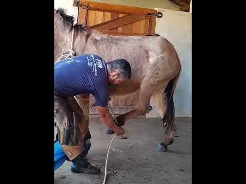 COMO FAZER CONTENÇÃO PARA CASQUEAMENTO SEGURO