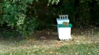 Beekeeping Blooper - Poor Bees!!