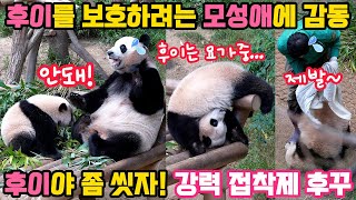 후이바오를 보호하려는 아이바오의 감동적인 모성애 정말 훌륭한 엄마예요🐼후이야 좀 씻자! 송바오님의 애절한 호소에 후이표 강력 접착제가 발동하네요😍러바오는 아기같고 착한 동네 아저씨