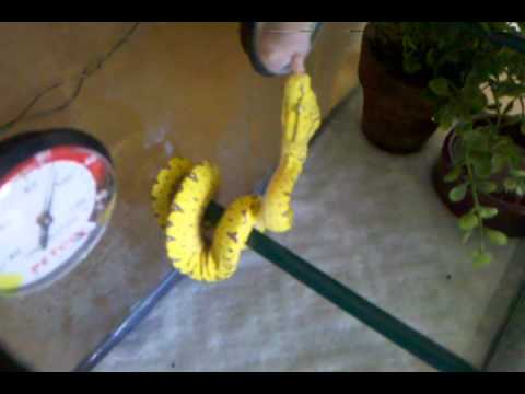 Baby Green Tree Python Eating
