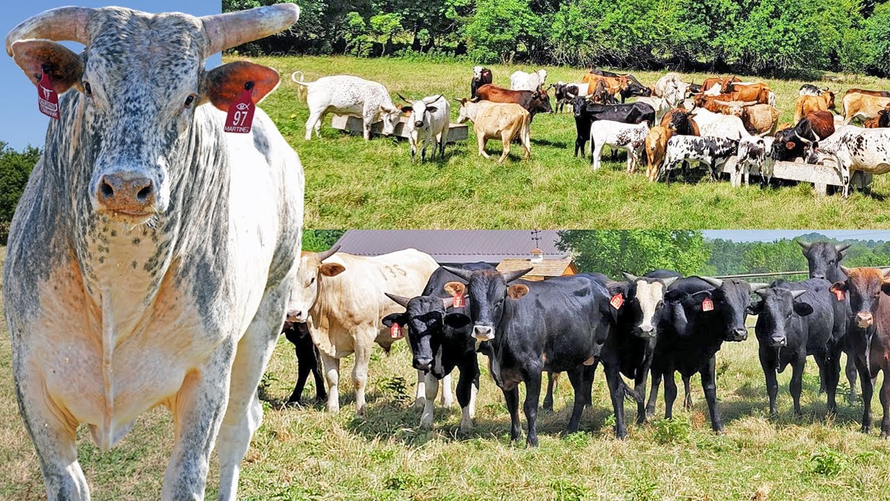 Aqui Nacen y Se Hacen Toros Estrellas la Genetica de Martinez Ranch