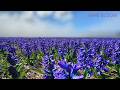Relaxing Sounds for Sleep &amp; Gentle Wake Up  | Birds Singing &amp; Kalimba | Peaceful Flower Fields