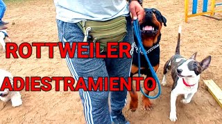 ¿ Como ENTRENAR a un ROTTWEILER ALEMAN desde CACHORRO ?