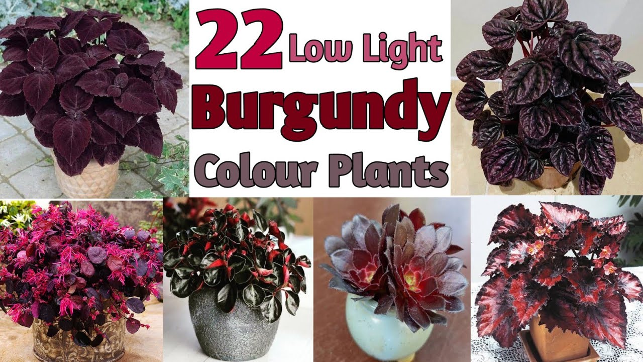 22 Low Light Burgundy Houseplants | Indoor Burgundy Color Plants | Plant  and Planting
