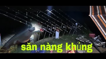 Lộc la ngày khai cần đầu mùa câu cá thác lác cườm#cauca#lure#caudai