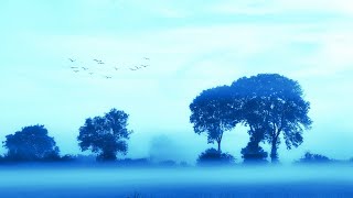 Meditation Music | Relax Mind Body | Positive Energy | Nature Background | Stress Relief Music