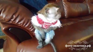 Домашняя обезьянка в квартире Домашняя обезьянка в квартире