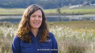 Farming for wetland regeneration - Milton Rocks Wetland