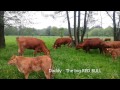 Happy cows - Glückliche Kühe