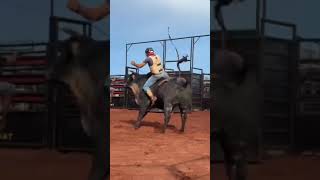 TOURO &quot;AMERICANO&quot; da CIA SÃO CONRADO #shorts #rodeo