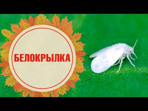 Как избавиться от белокрылки в теплице ➡ Методы борьбы и профилактика