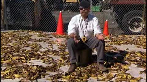 MythBusters - Banana Peel Slip