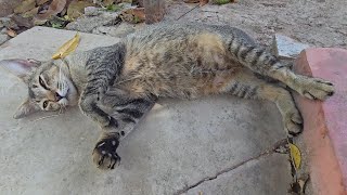 [ASMR] Feeding two street cats