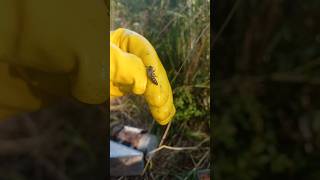 Bu ana arı çiftleşmez ve kovan söner #arıcılık #bee #beekeeper #bees #kraliçearı #honey #honeybee