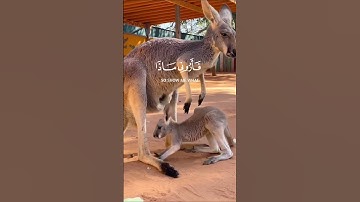 هذا خلق الله سورة لقمان الآية11 القارئ ا 69