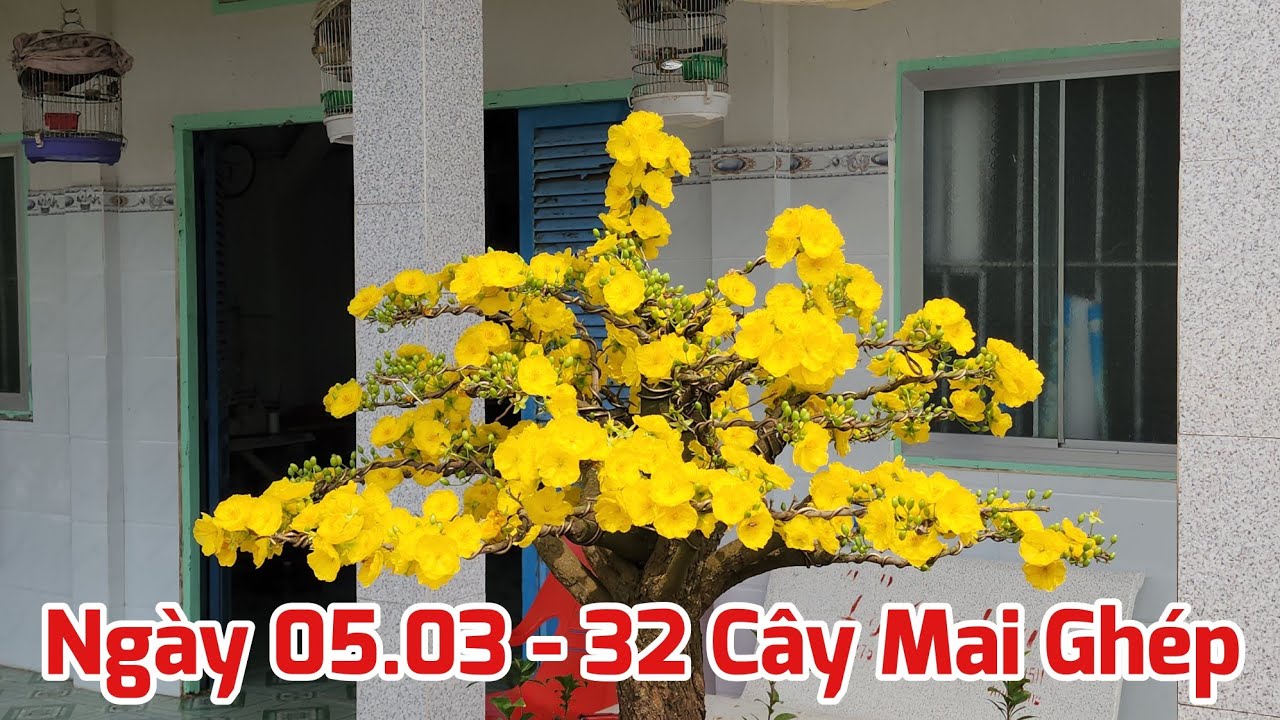 Ngày - 05.03 - Bán 32 Cây Mai Ghép