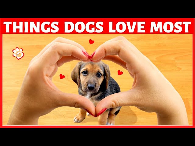 15 Things Dogs Love the Most - Feruo