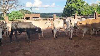 BORA VENDER OS BEZERRAO SOBREANO MERCADO ESTA DIFERENTE.