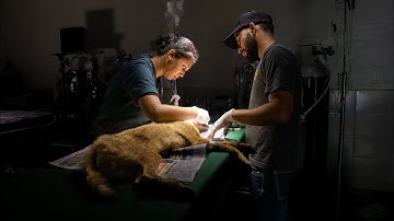 Jackal makes a triumphant return to the wild after surgery and wildlife rehab | RESQ CT, Pune 2023.