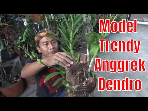 Tutorial Cara Menempel Anggrek Di Pohon Buatan Youtube