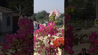 Soooo Pretty Bougainville Flower