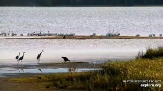 Mississippi River Flyway Cam. Young Eagle and Cranes :) - explore.org 10-14-2021