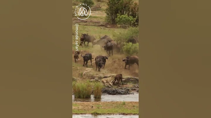 Buffalo Herd Save Baby from Lion Attack 🦁🦁 World Wild Web #wildlife #shorts #lion
