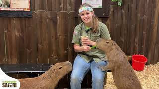 Capybara OneMinute Wildlife Show