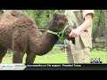 Zoo Buddy: Baby Camel